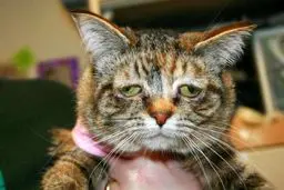 غمگین‌ترین گربه دنیا/ عکس