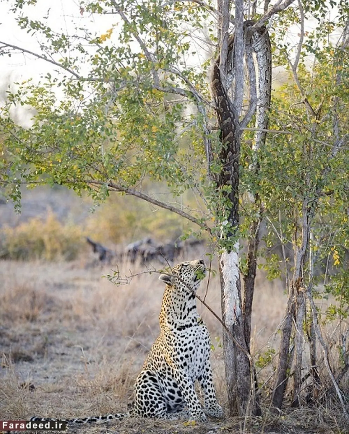 تصاویر/ پلنگ گرسنه، مار پیتون را از درخت پایین کشید!