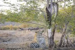 تصاویر/ پلنگ گرسنه، مار پیتون را از درخت پایین کشید!