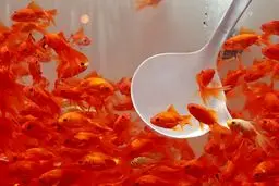 تصاویر: بازار در تب و تاب ماهی قرمز