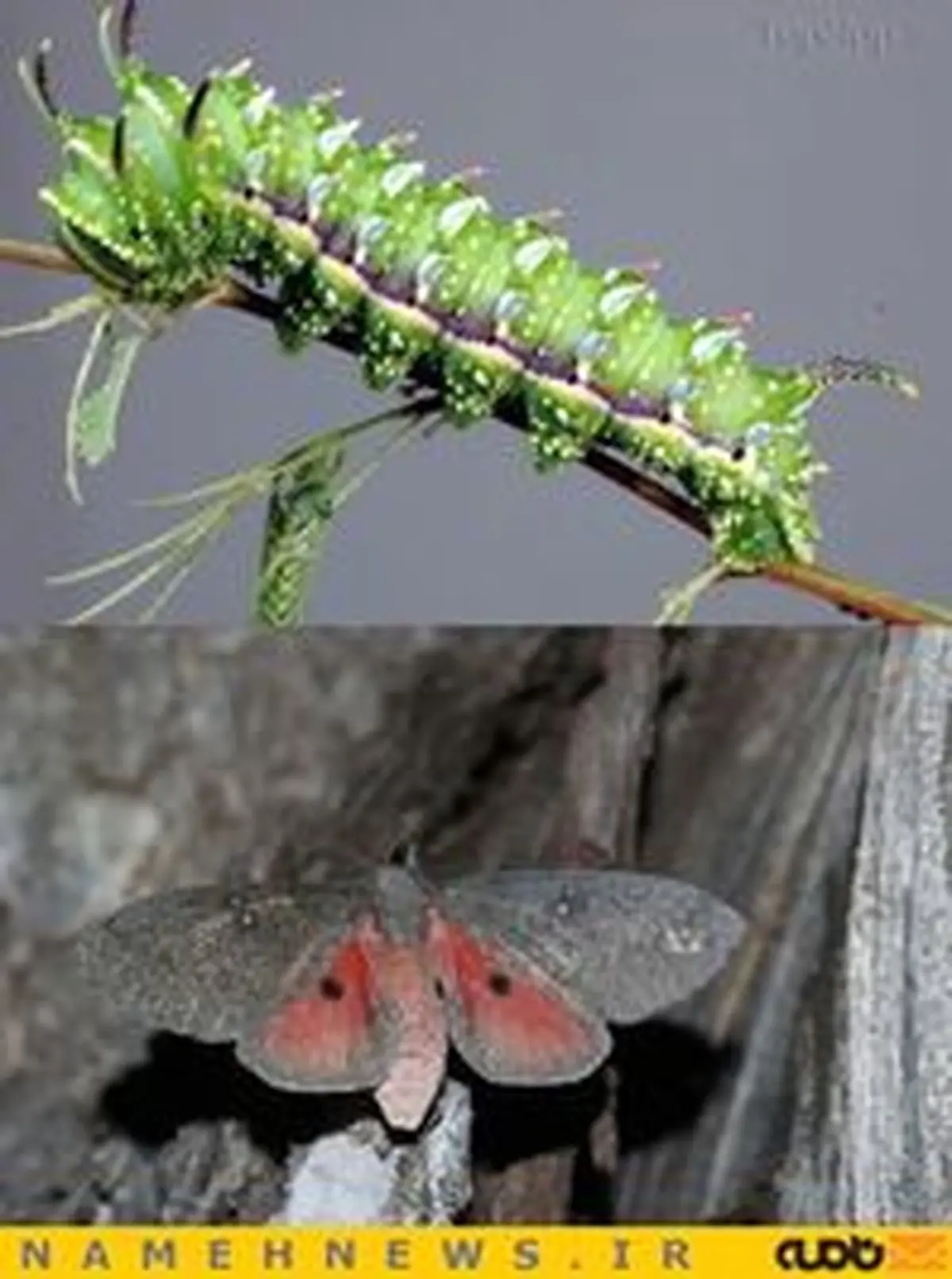 هر کرم تبدیل به چه پروانه ای می شود+تصاویر