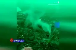 فاجعه ای بدتر از کرونا این بار در دریاها! + ویدئو