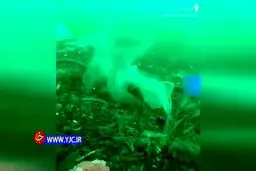 فاجعه ای بدتر از کرونا این بار در دریاها! + ویدئو