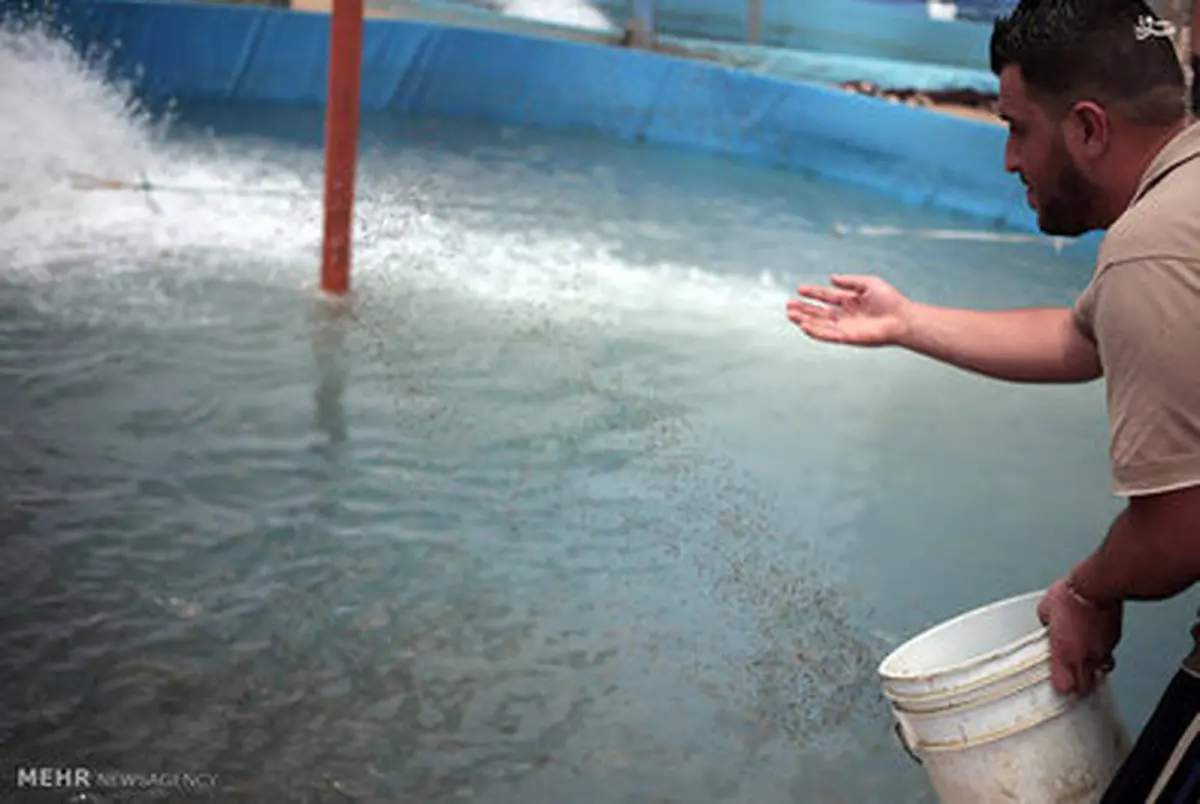 تصاویر زیبا از پرورش ماهی در غزه‎