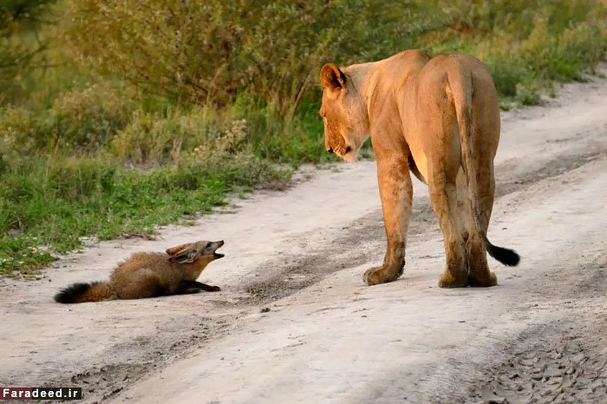 محافظت ماده شیر از روباه زخمی/تصاویر