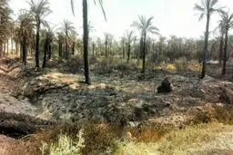 آتش‌سوزی نخلستان در منطقه خنافره خوزستان/عکس