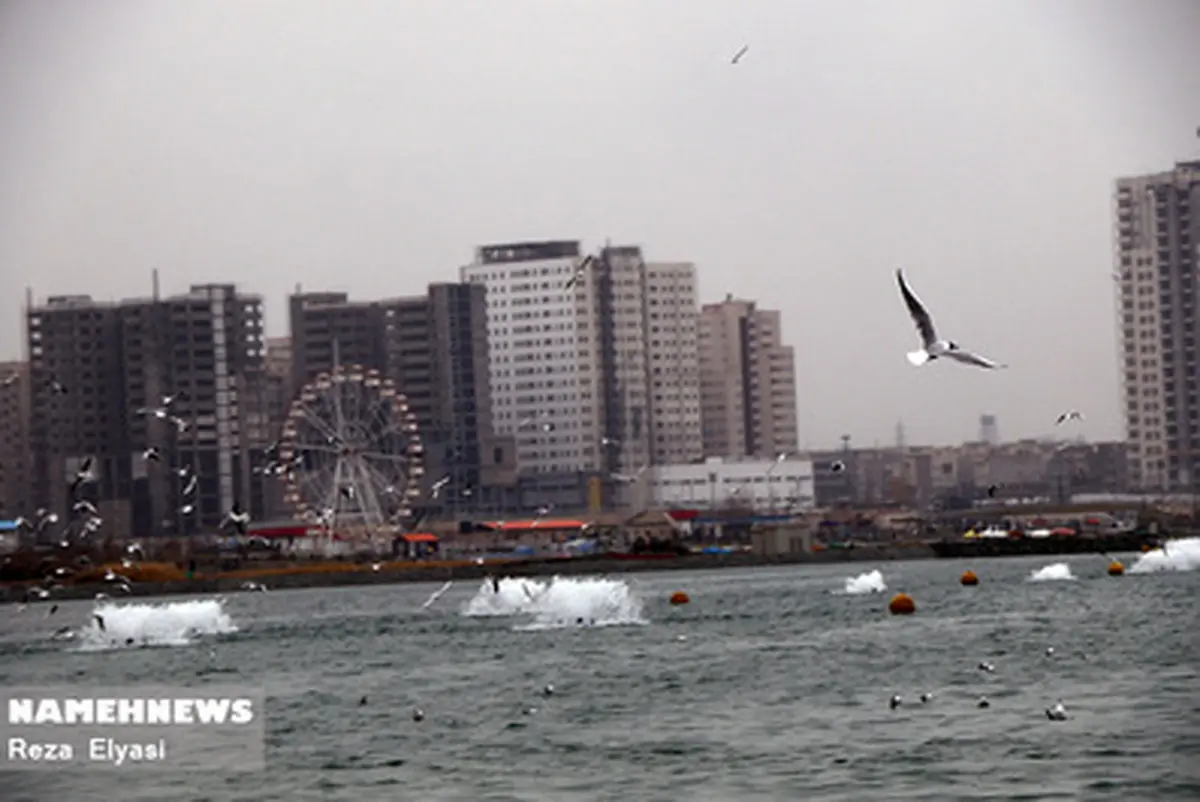 پرواز مرغان دریایی در هوای بارانی دریاچه چیتگر