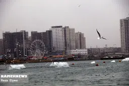 پرواز مرغان دریایی در هوای بارانی دریاچه چیتگر