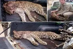 شکار پلنگ در چهاردانگه ساری+تصاویر