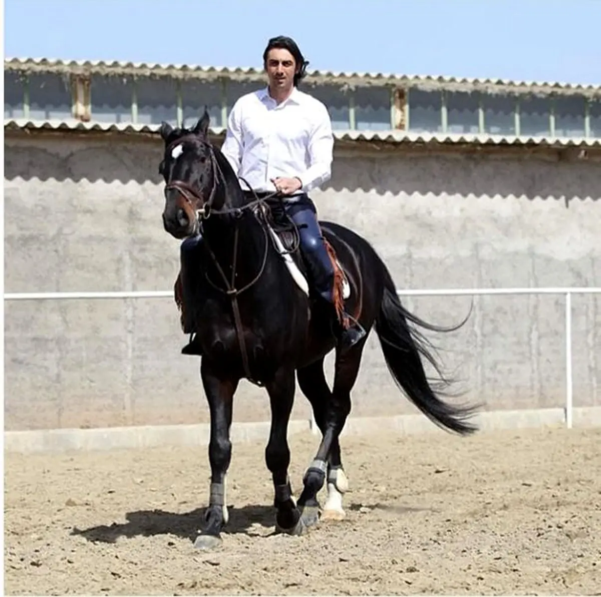 اسب سورای مهدی رحمتی/ عکس
