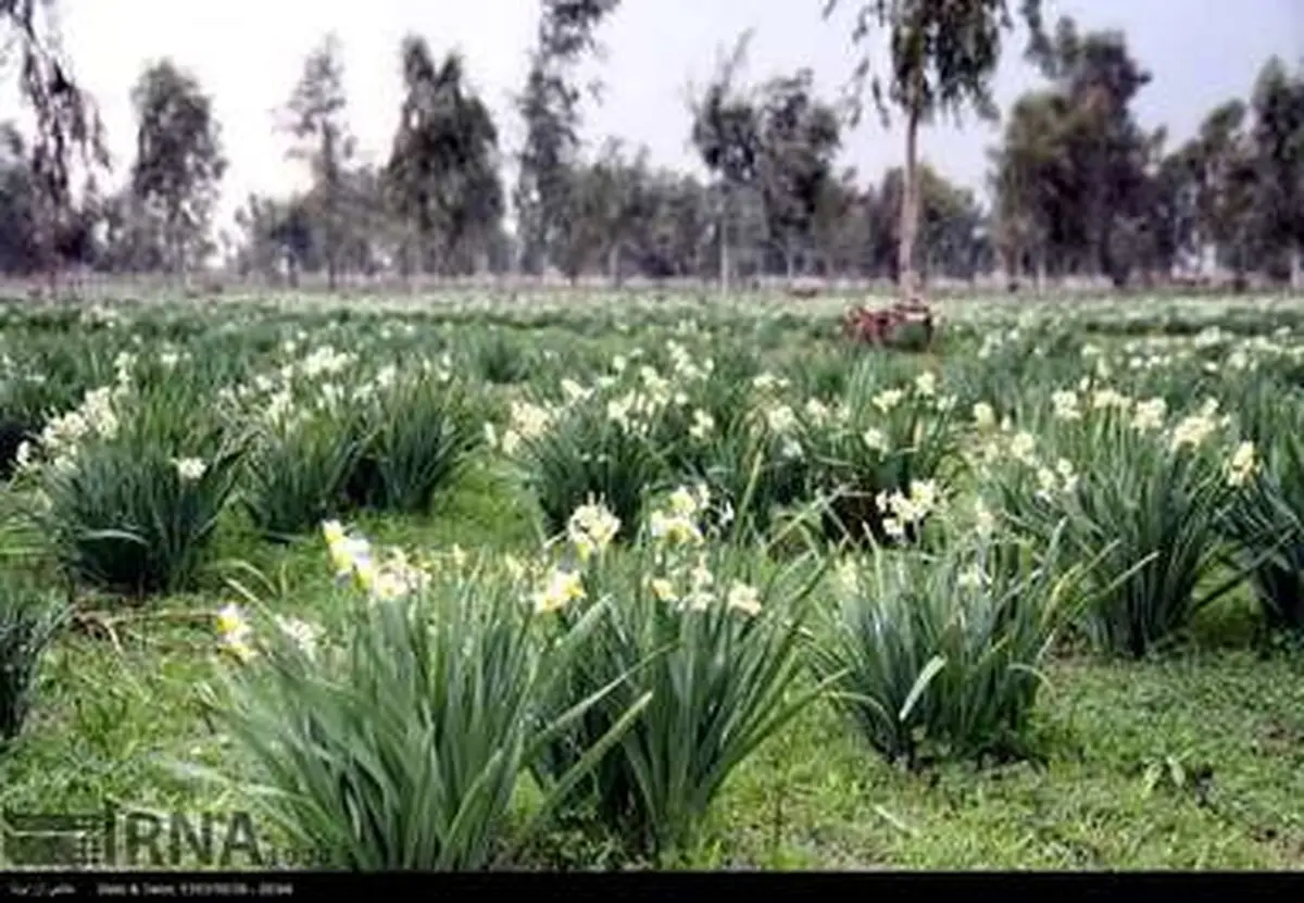 زیبایی‌های گل نرگس را با این تصاویر ببینید