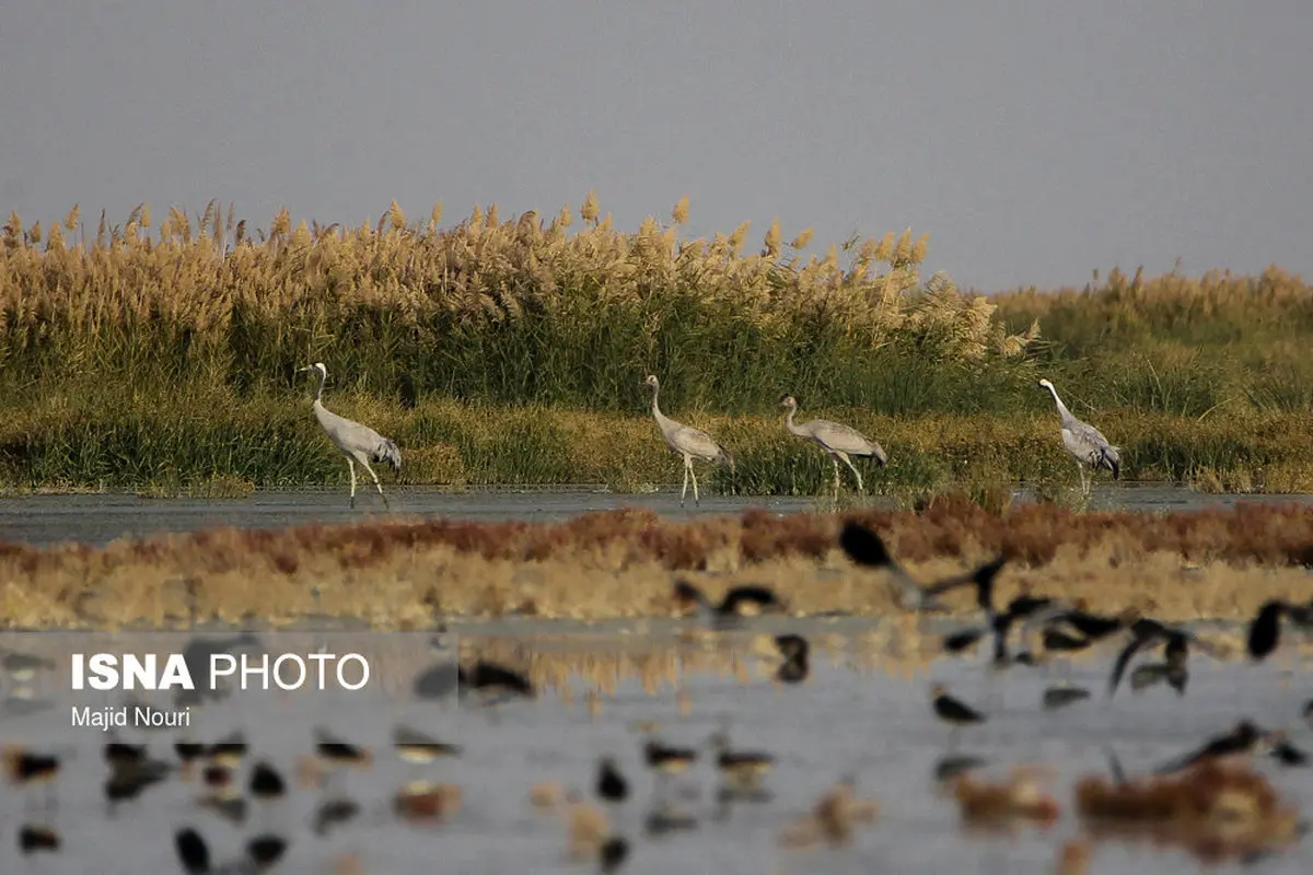 تصاویری زیبا از کوچ پرندگان مهاجر به تالاب میقان