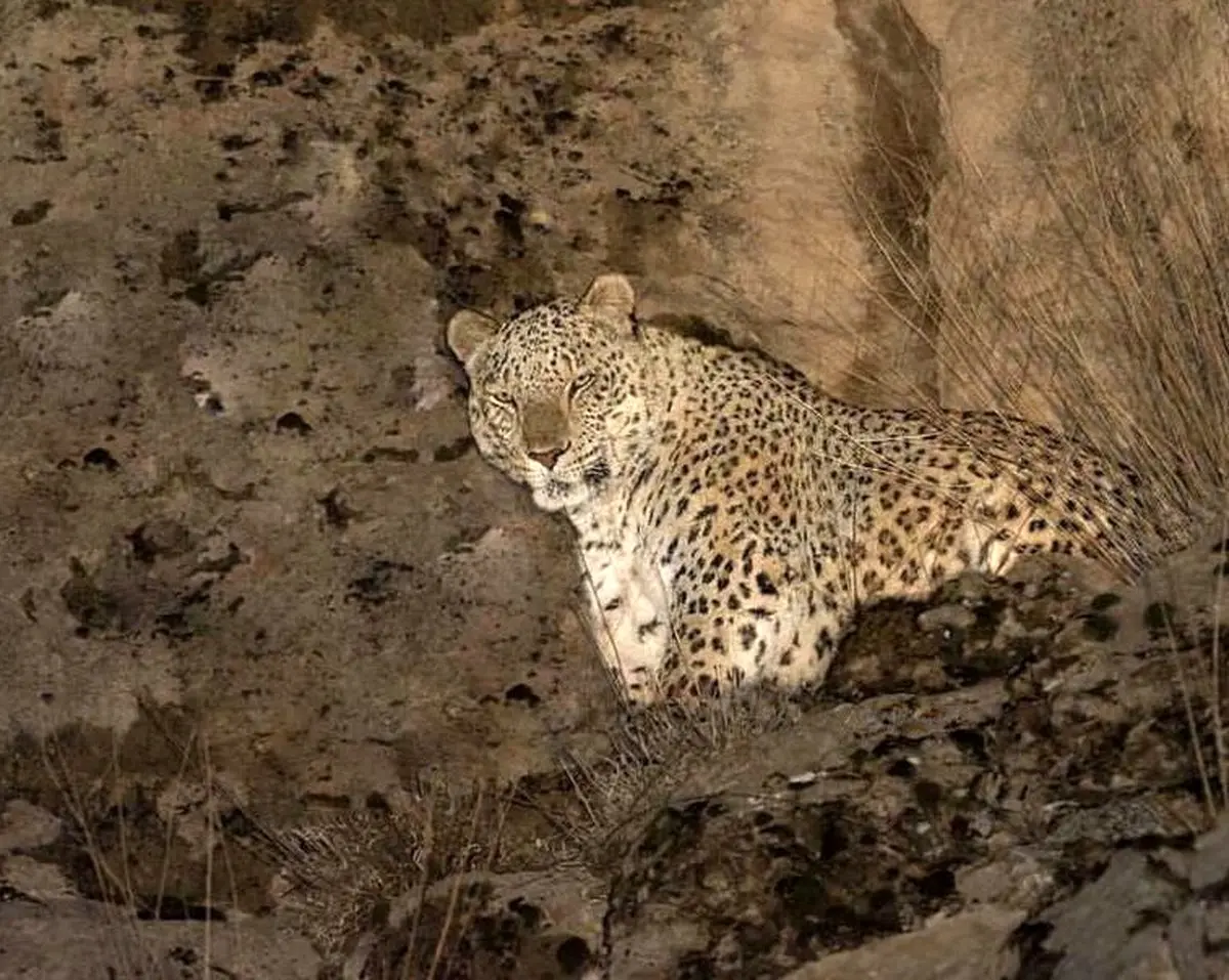 مشاهده پلنگ ایرانی در پارک ملی تندور / عکس