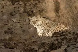 مشاهده پلنگ ایرانی در پارک ملی تندور / عکس