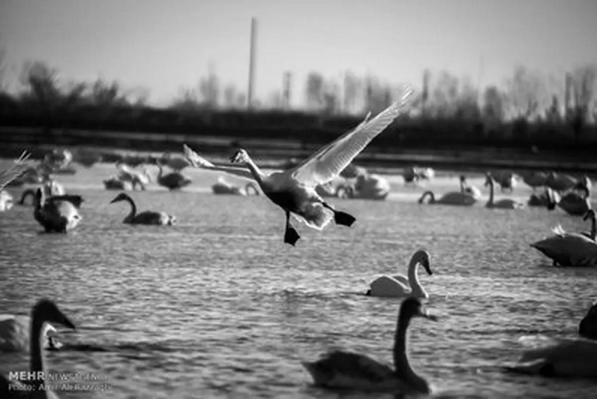 پذیرایی از قوهای مهاجر /گزارش تصویری