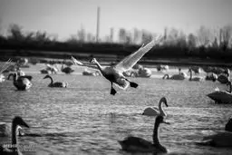 پذیرایی از قوهای مهاجر /گزارش تصویری