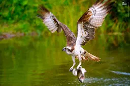 دیدنی‌های زیبای حیات وحش /تصاویر