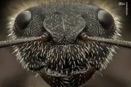 نمای نزدیک از صورت مورچه/عکس