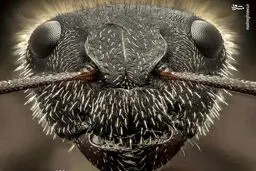 نمای نزدیک از صورت مورچه/عکس