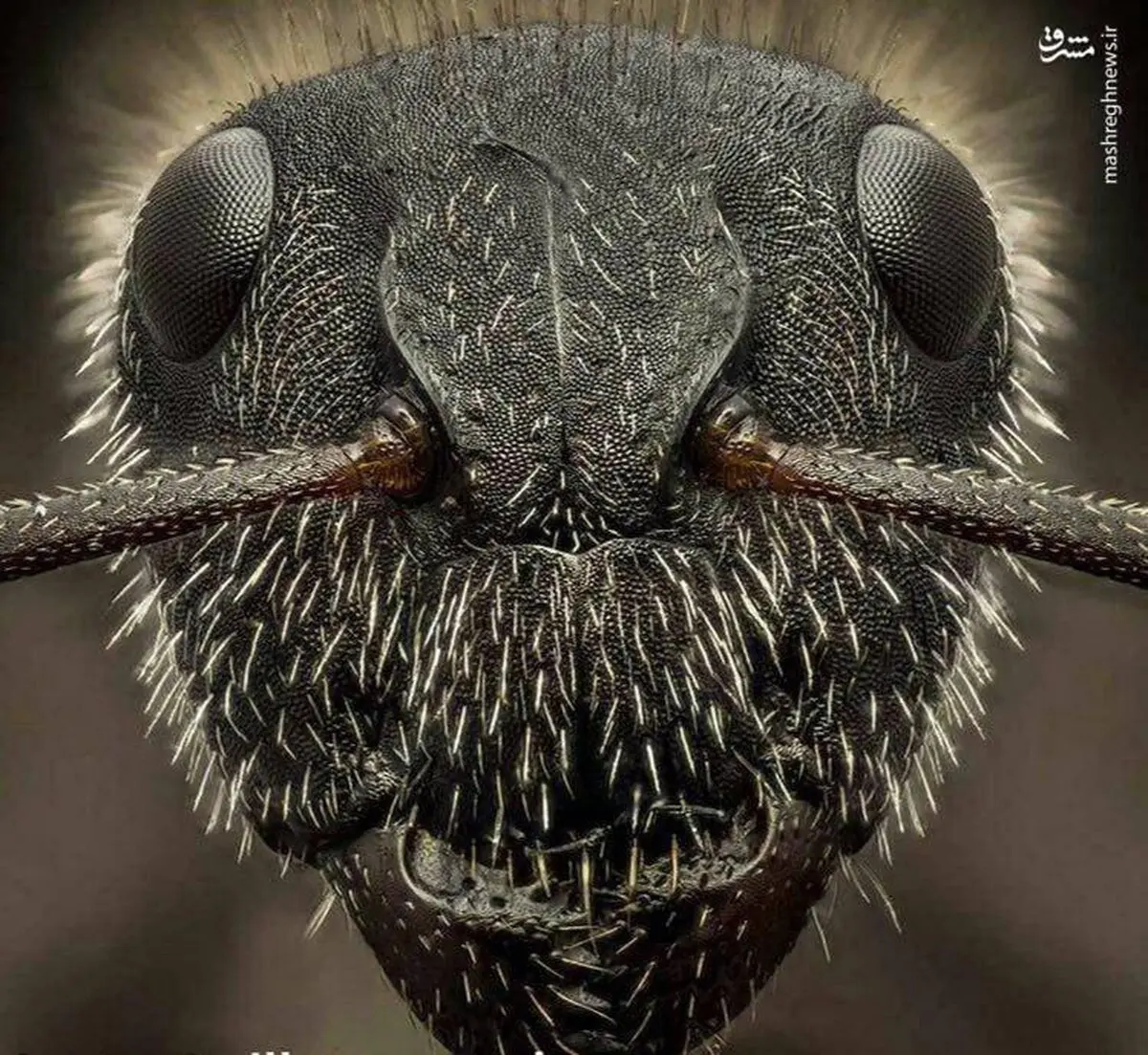 نمای نزدیک از صورت مورچه/عکس