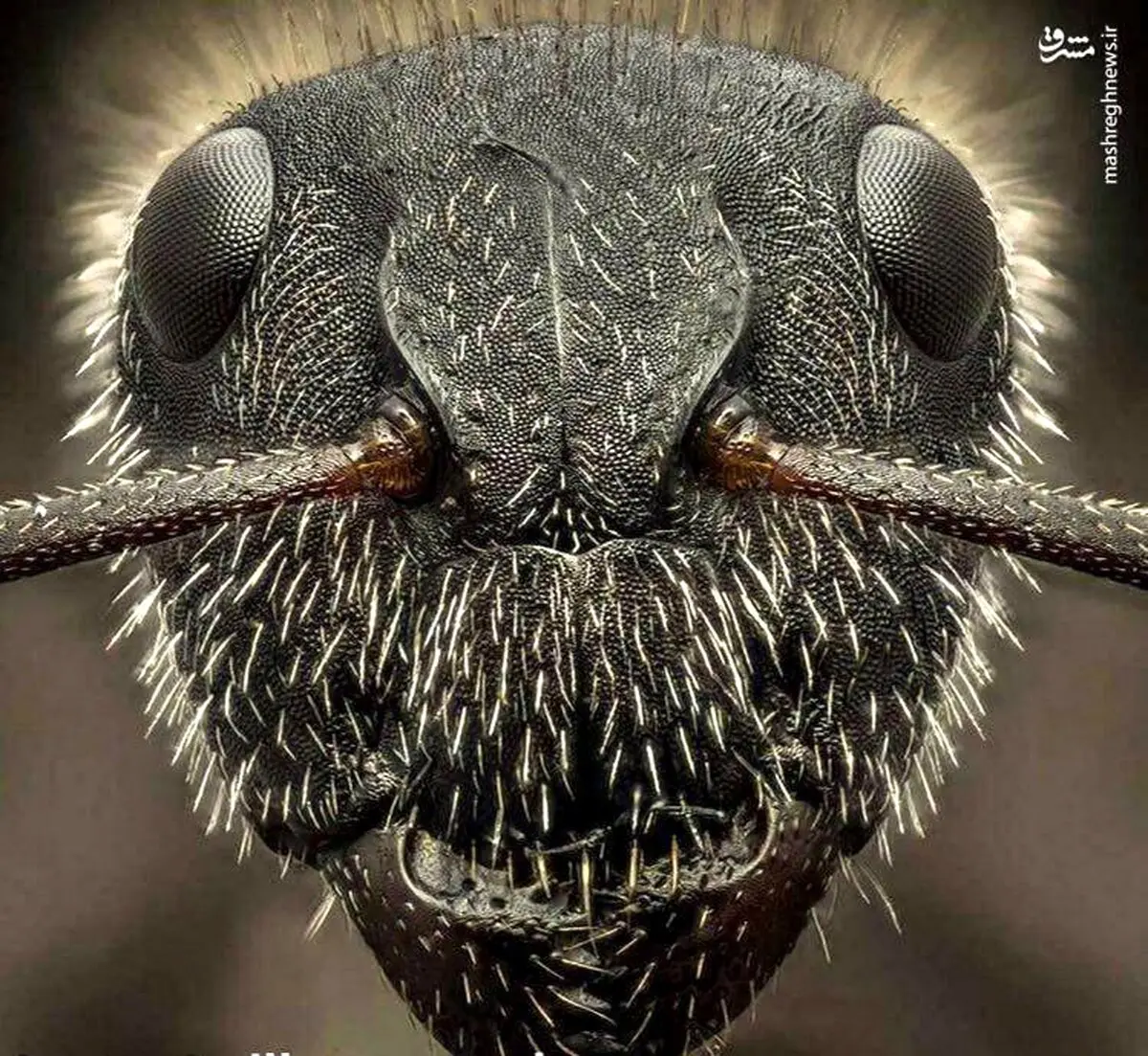 نمای نزدیک از صورت مورچه/عکس