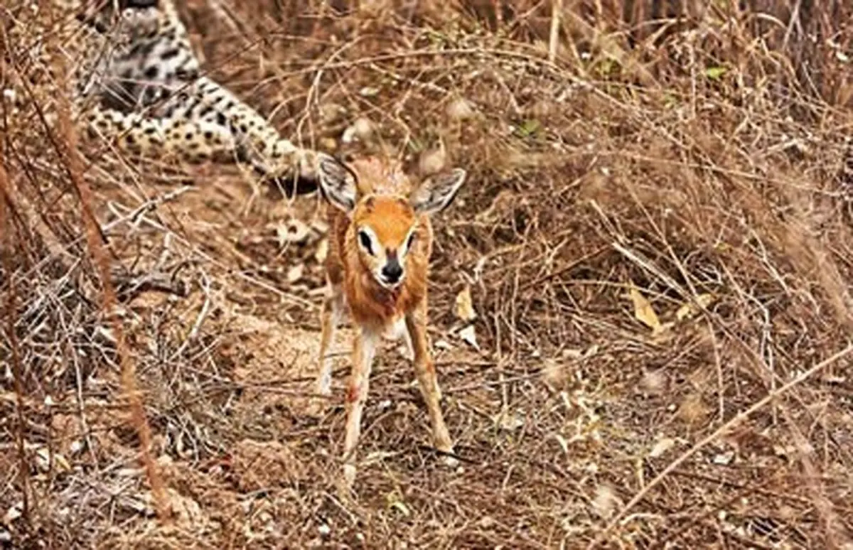 این بچه آهو به آغوش پلنگ پناه برد/ تصاویر