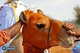 آرایش شتر در مسابقات "زیباترین شتر امارات"/عکس