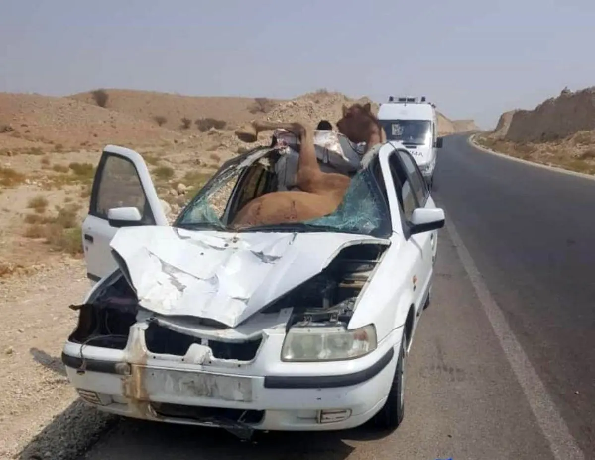 عکس :تصادف عجیب سمند و شتر