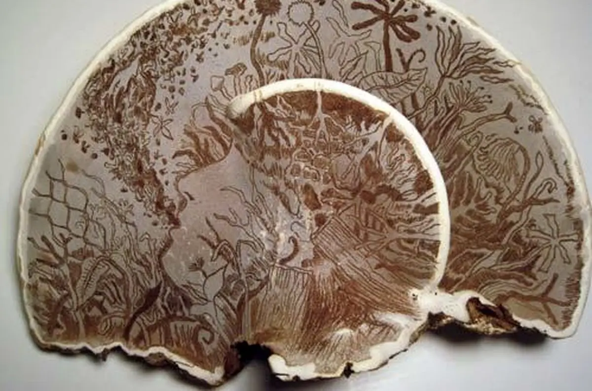 هنرنمایی شگفت انگیز و خارق العاده روی سطح قارچ/ تصاویر