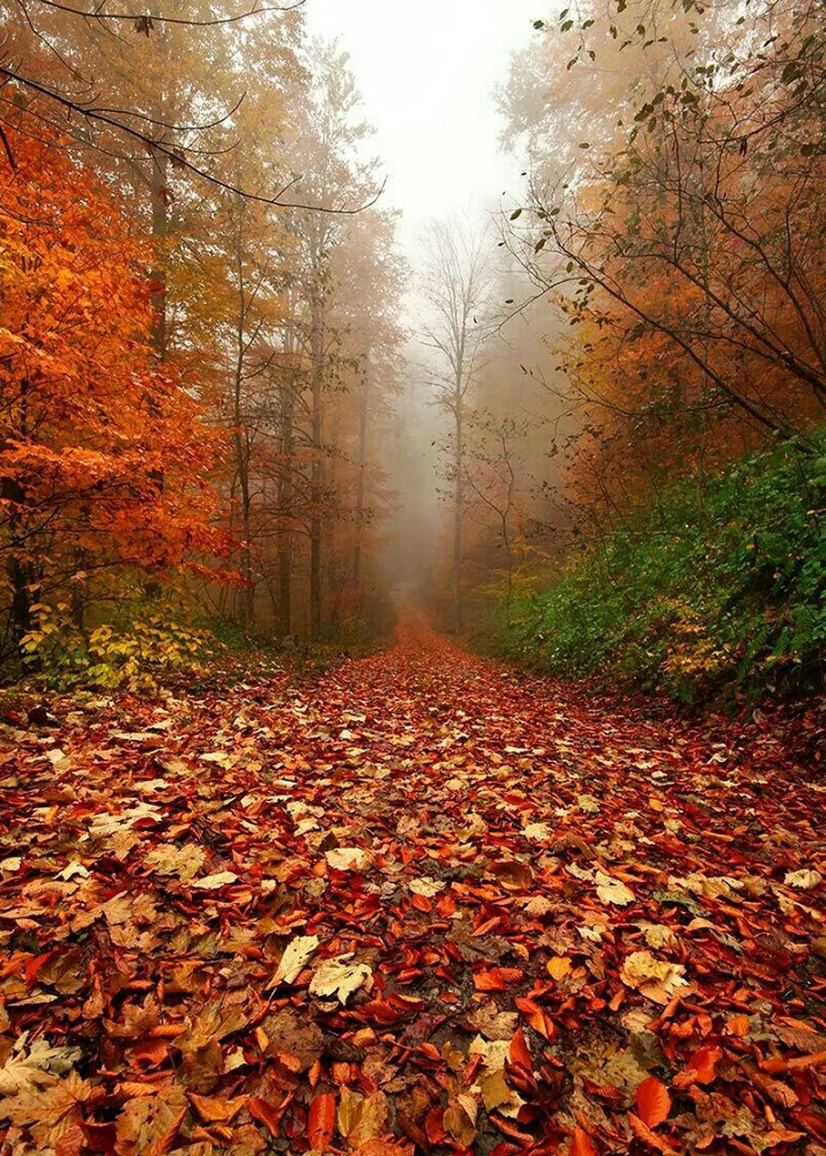 تصویری زیبا از پاییز در جنگل‌های رامسر