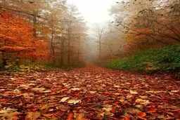 تصویری زیبا از پاییز در جنگل‌های رامسر