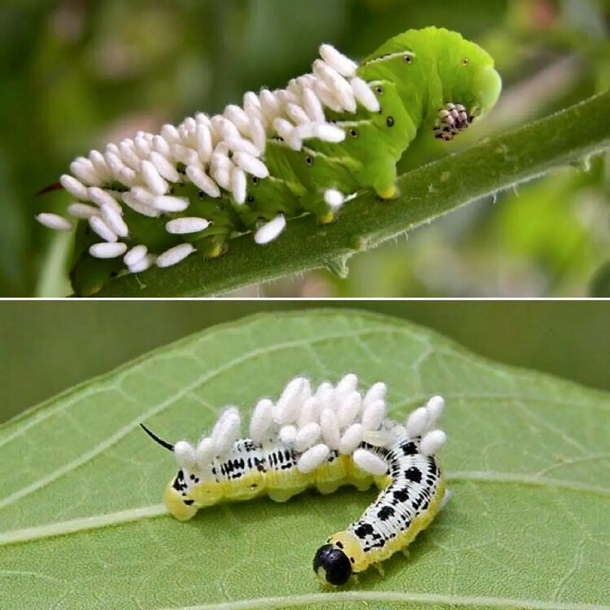 تصوری جالب از سواری دادن کرم به لارو ها/ عکس