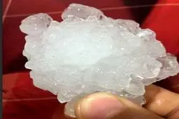 بارش تگرگ 60 گرمی در گناوه /عکس