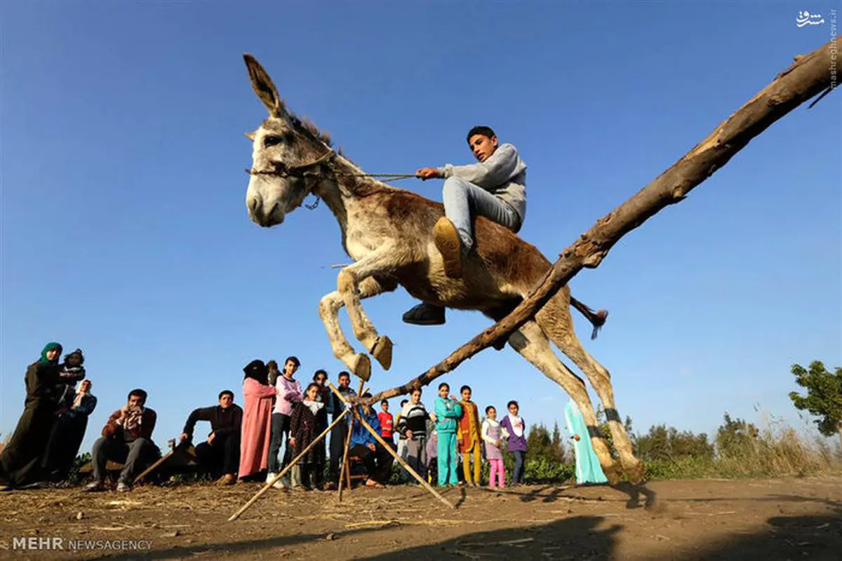 عکس/ مسابقه پرش با الاغ
