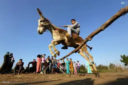 عکس/ مسابقه پرش با الاغ