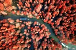 تصویری از پاییز رویایی در پارک جنگلی چینگلانگوان در چین