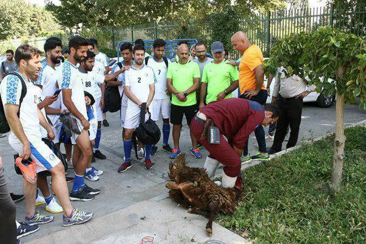 تصویری از قربانی کردن گوسفند زیر پای بازیکنان استقلال