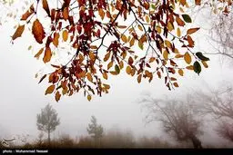 تصاویری از پاییز رویایی در گلستان