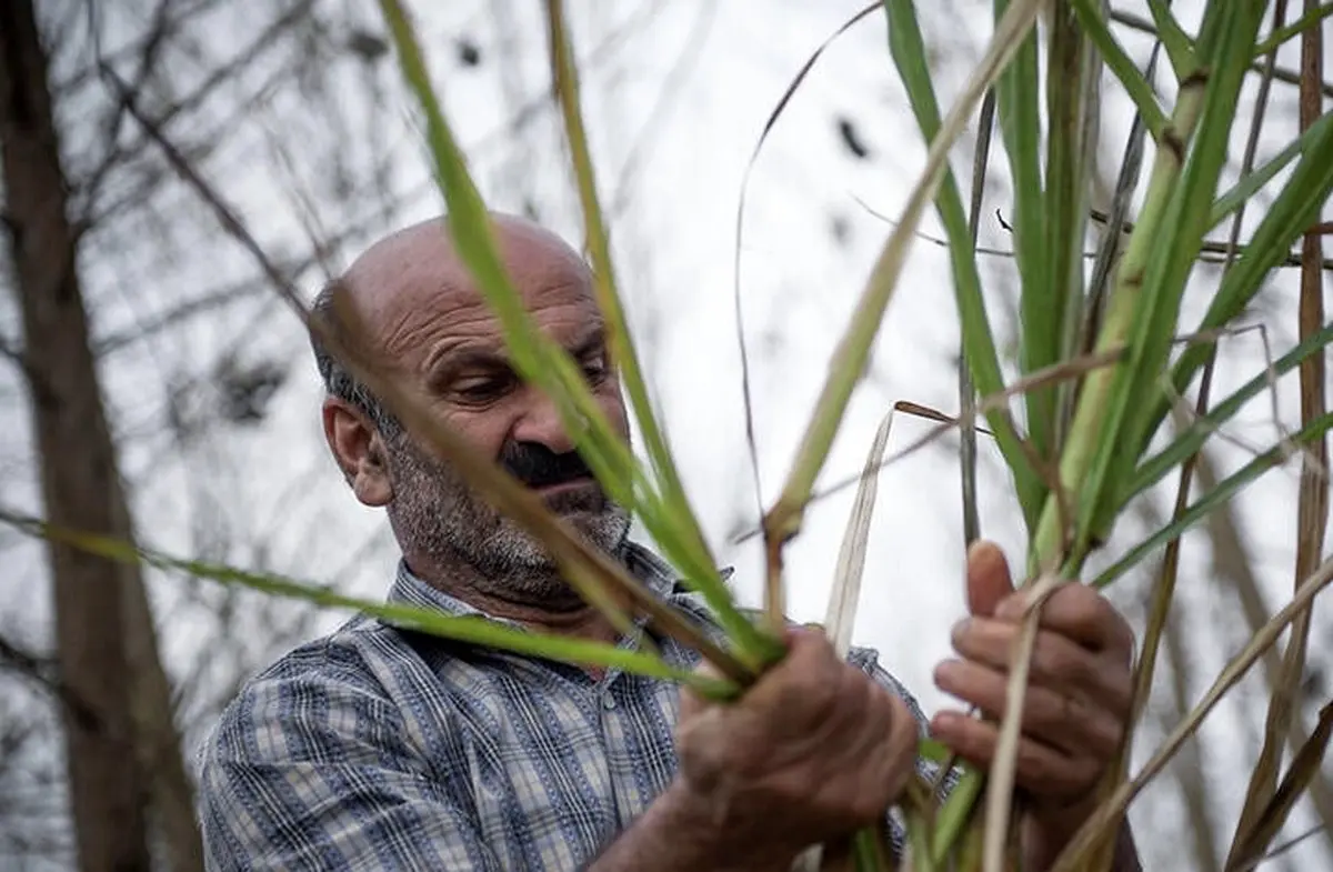 برداشت نیشکر در صومعه سرا/ تصاویر‎