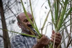 برداشت نیشکر در صومعه سرا/ تصاویر‎