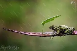 حیوانات در باران کجا می روند/تصاویر