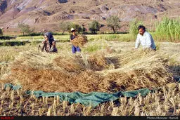 آخرین روزهای برداشت برنج/تصاویر