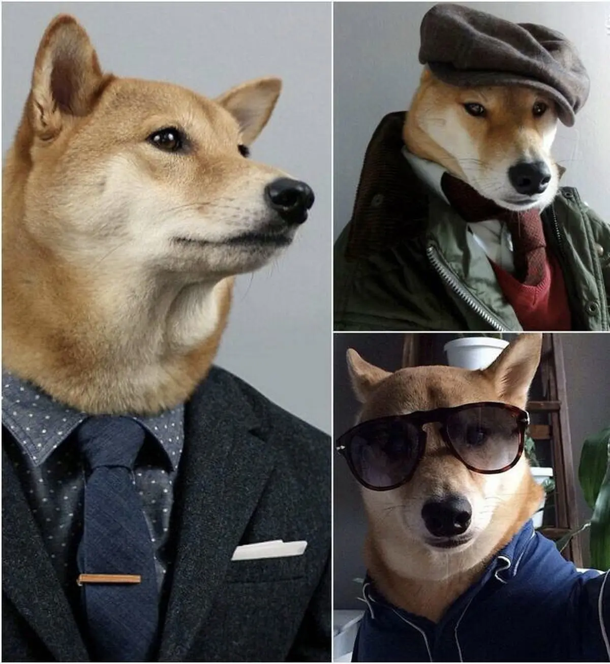 سگی که مدل است! / عکس