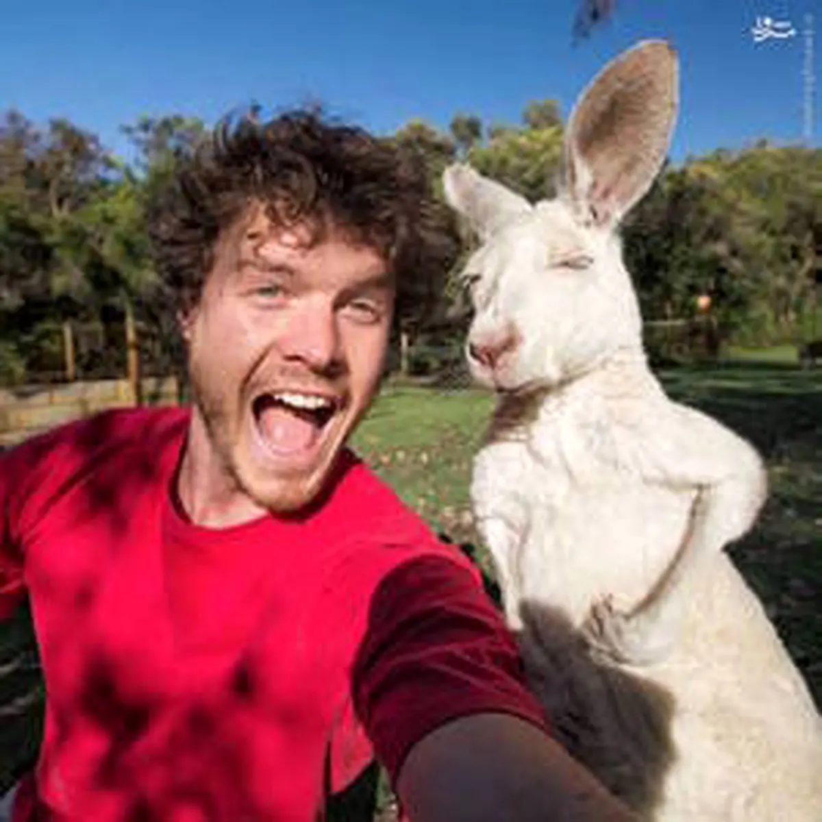 سلفی‌های خنده‌دار با حیوانات/تصاویر