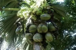 راز رویش بزرگترین دانه‎های جهان/عکس