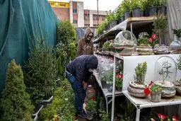 بازار گل محلاتی در تهران در آستانه سال نو+عکس ها