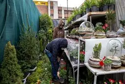 بازار گل محلاتی در تهران در آستانه سال نو+عکس ها