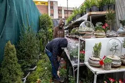 بازار گل محلاتی در تهران در آستانه سال نو+عکس ها