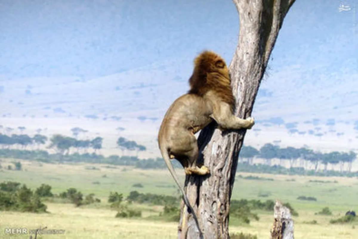 ترسوترین سلطان/تصاویر