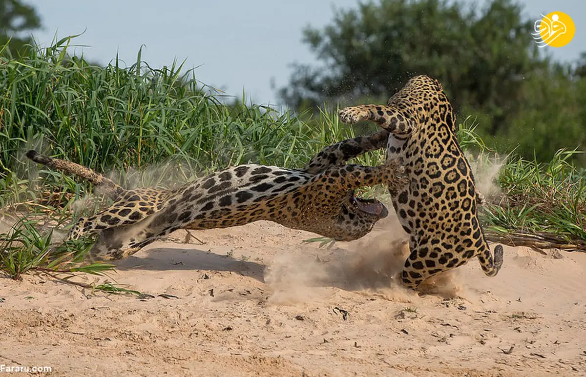 عکس / جدال تماشایی دو جگوار